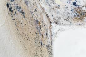 Best Forensic Mold Investigation  in Leominster, MA